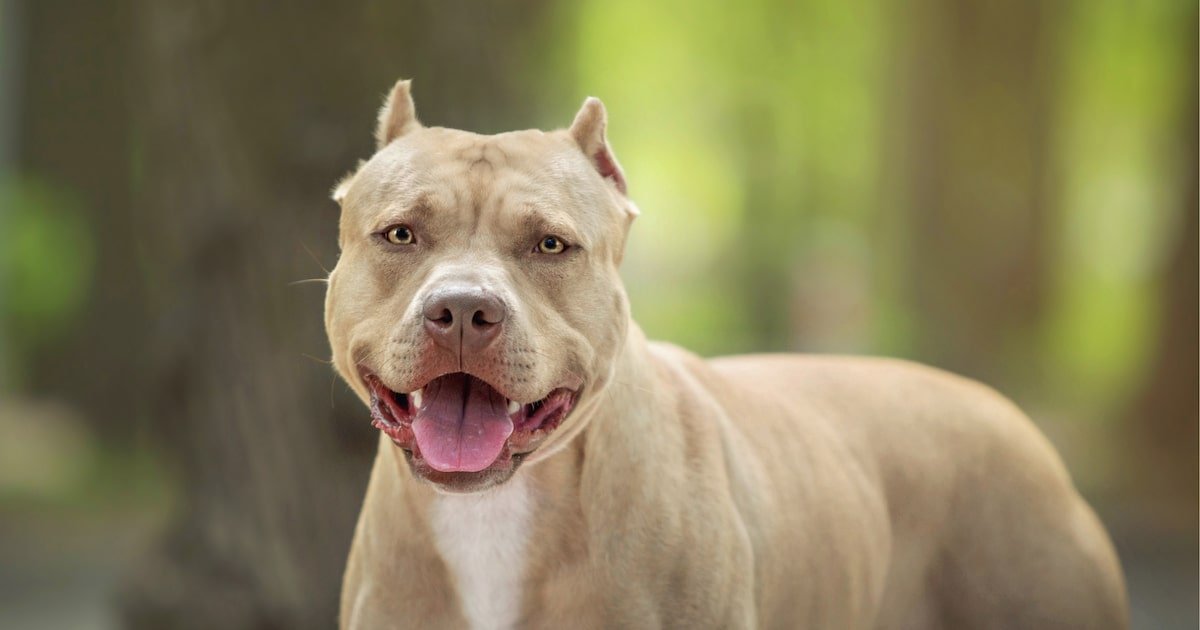 Como surgiu o pitbull, raça de cão que esteve envolvida em ataque à escritora Roseana Murray?