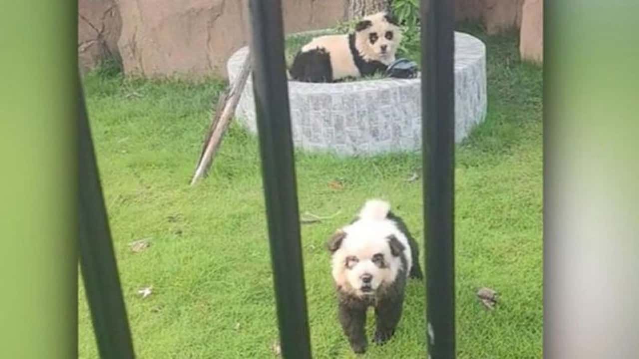 Cães pintados de pandas chamam atenção na China; zoológico tem sido muito criticado