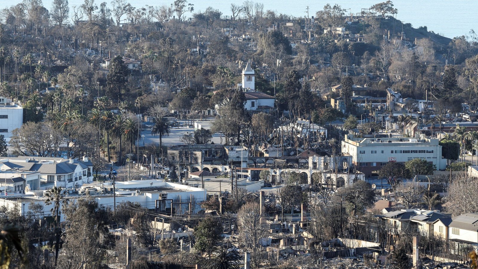 Incêndios em Los Angeles: Voluntários se mobilizam para salvar animais